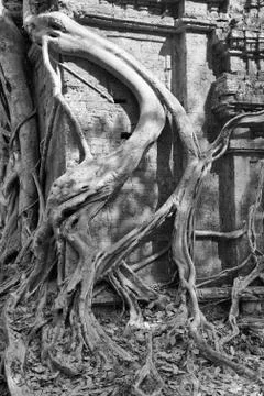 Fig strangling temple Stock Photos