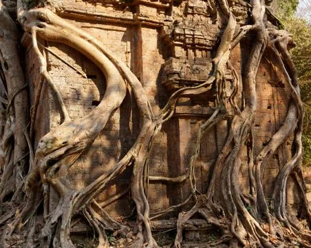 Fig strangling temple Stock Photos
