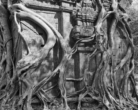 Fig strangling temple Stock Photos