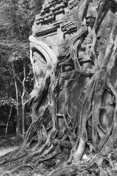 Fig strangling temple Stock Photos