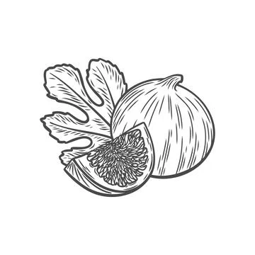 Fig in the style of engraving Stock Illustration