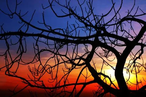 Fig at sunset Stock Photos