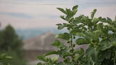 Fig tree 2 Video stock 325852758