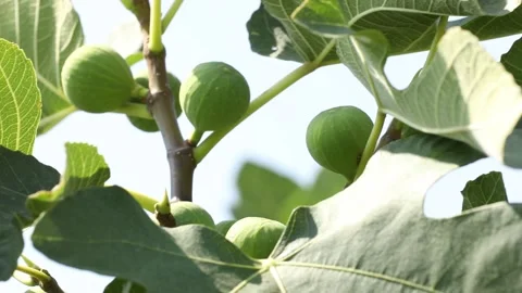 Fig tree 2 Video stock 333144267