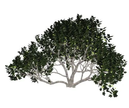 Fig tree - 3D render Stock Illustration