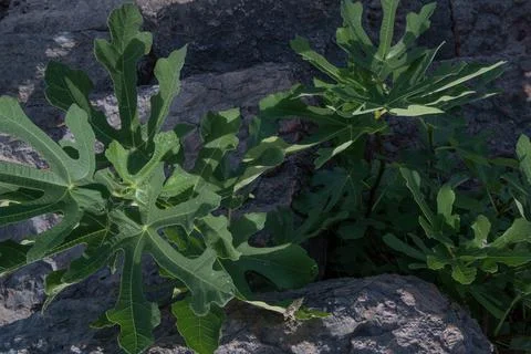 Fig tree among the rocks Stock Photos
