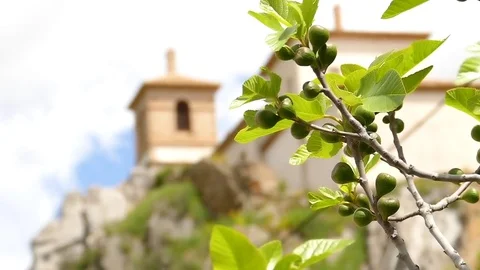 Fig Tree and Church 스톡 동영상 80215776