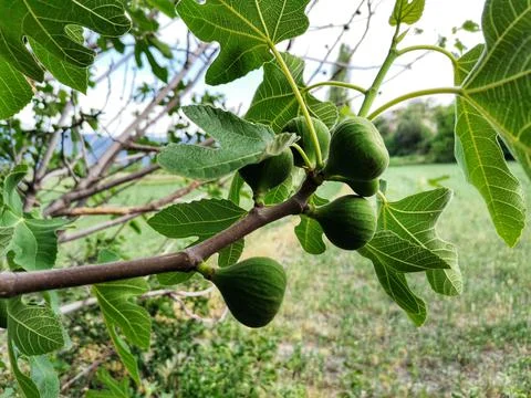 Fig tree and fig on branch. Stock Photos