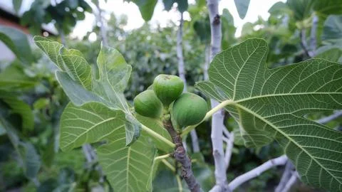Fig tree and figs. Stock Photos