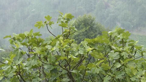 Fig Tree and Rainy Weather Footage Stock-Footage 331740869