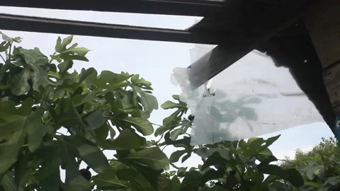 Fig tree and a ruined shed Stock Footage 171180253