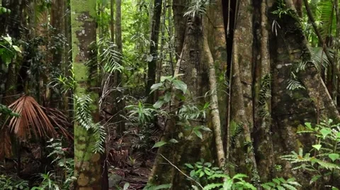 Fig Tree in Australian Rain Forest  landscape Stock Footage 47946673