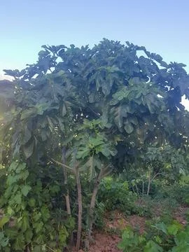 A Fig Tree with a Background of Blue Sky Stock Photos