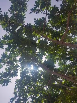 Fig tree with a beautiful pattern of sunlight and sky Stock Photos