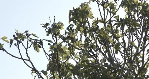 Fig Tree blowing in the wind on a sunny day Stock-Footage 156029225