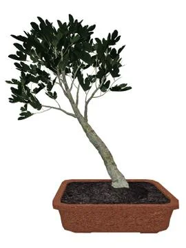 Fig tree bonsai - 3D render Stock Illustration