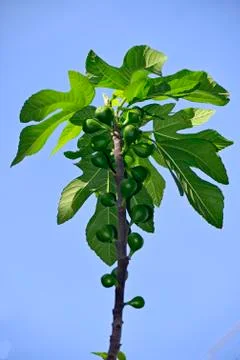 Fig tree branch Stock Photos