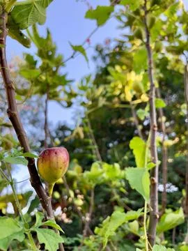 Fig on tree branch under sunlight Stock Photos