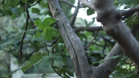 Fig tree branch zoom out cool shot ,from down to up Stock Footage 135968845