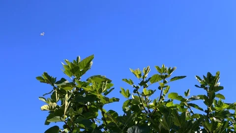 Fig tree branches background Stock Footage 93571967
