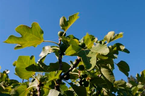 Fig tree branches with big green leaves. Summer time. Stock Photos