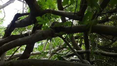 Fig tree branches on the Mammoth Route Stock Footage 324433562