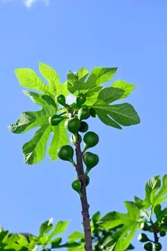 Fig tree branches Foto stock