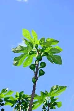 Fig tree branches Foto stock