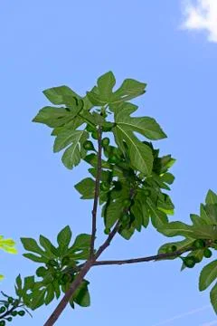 Fig tree branches Foto stock