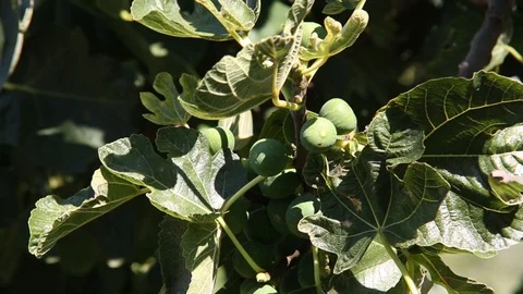 Fig Tree in Breeze 動画素材 109662686