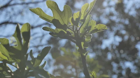 Fig tree budding leaves on blue sky background south of France Stock Footage 225879482