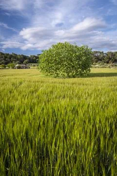 Fig tree in a cereal field, Lloret de Vistalegre, Mallorca, Balearic Islands, Stock Photos