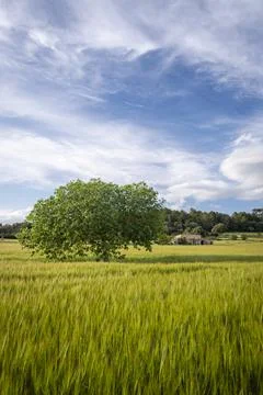 Fig tree in a cereal field, Lloret de Vistalegre, Mallorca, Balearic Islands, Stock Photos
