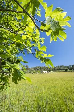 Fig tree in a cereal field, Lloret de Vistalegre, Mallorca, Balearic Islands, Stock Photos