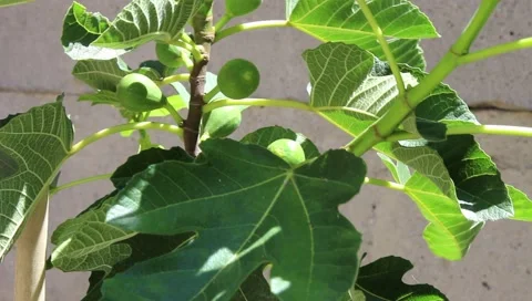 Fig tree close up Stock Footage 138890761