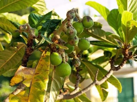 Fig tree close up Фото