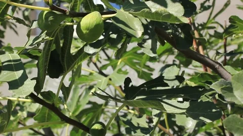 Fig tree with crop in the wind Stock Footage 41427498