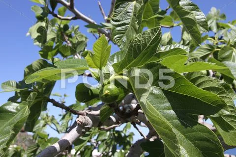 Fig tree detail Stock Photos