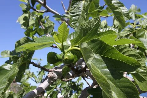 Fig tree detail Stock Photos