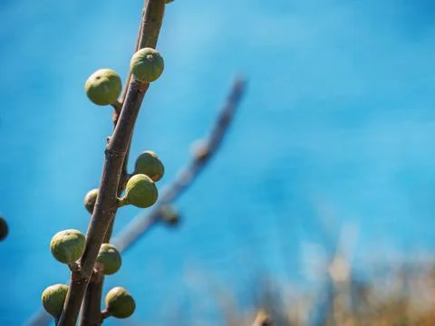 Fig tree in early spring Stock Photos