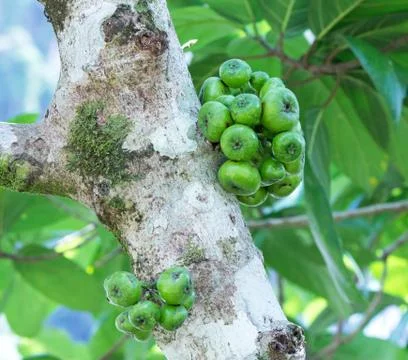 Fig on the tree ( ficus hispida linn. f. ) Stock Photos