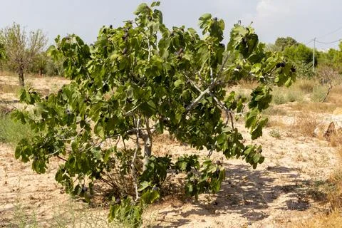 Fig tree in a field. Spain Stock Photos