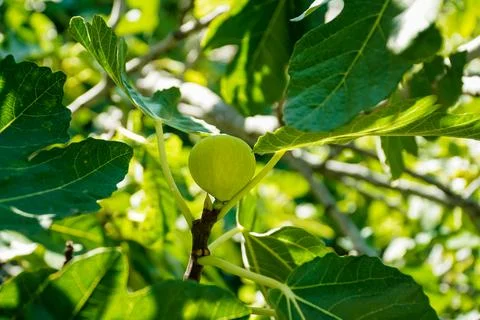 Fig tree, fig fruit, green fruit, large leaves, summer fruit, exotic tree Stock Photos