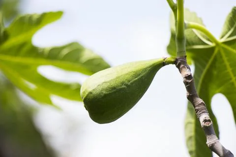 Fig on the tree, fig tree Stock Photos