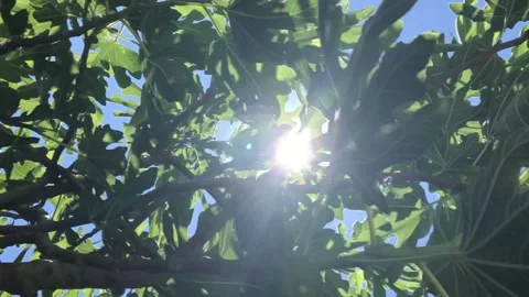 Fig tree with figs among flares of summer sunlight, on blue sky, crabbing Stock Footage 138927349
