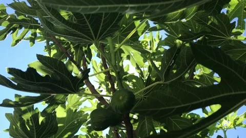 Fig tree with figs among flares of summer sunlight, on blue sky, tilt Stock Footage 138928730
