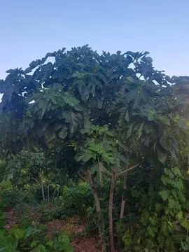 Fig tree with figs in different stages of ripeness Stock Photos