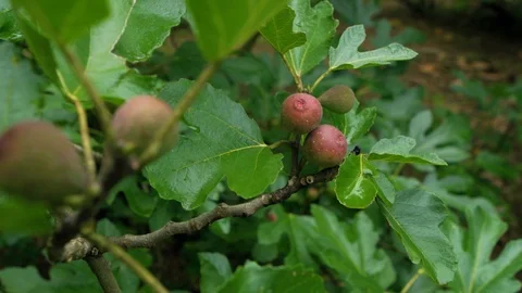Fig Tree Figs Stock Footage 93805069
