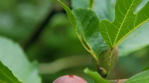 Fig Tree Figs Stock Footage 93805110