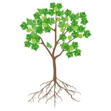 Fig tree with flowers and roots on a white background Stock Illustration